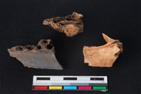 豬骨藏品圖，第1張