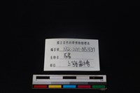豬骨藏品圖，第3張