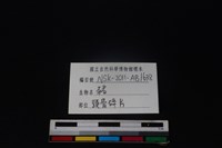 豬骨藏品圖，第3張