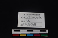 豬骨藏品圖，第3張