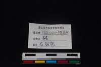 豬骨藏品圖，第3張