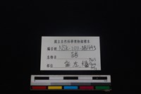 豬骨藏品圖，第3張