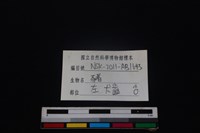 豬骨藏品圖，第3張