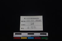 豬骨藏品圖，第3張