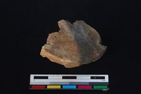 豬骨藏品圖，第1張