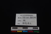 豬骨藏品圖，第3張