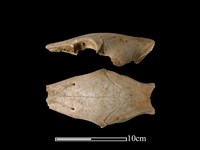 豬骨藏品圖，第2張