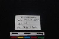 豬骨藏品圖，第3張