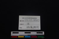 豬骨藏品圖，第3張