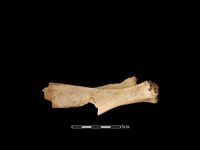 獐骨藏品圖，第2張