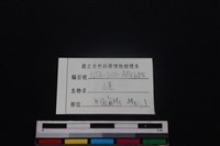 獐骨藏品圖，第3張