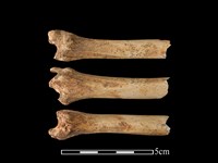 獐骨藏品圖，第1張