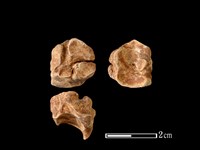 獐骨藏品圖，第1張