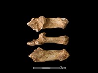 獐骨藏品圖，第1張