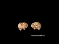 獐骨藏品圖，第1張