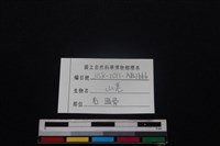 山羌骨藏品圖，第3張