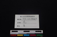 山羌骨藏品圖，第3張