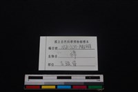 獐骨藏品圖，第3張