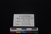 鹿科骨藏品圖，第3張