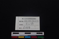鹿科骨藏品圖，第3張