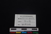 鹿科骨藏品圖，第3張
