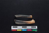 鹿科骨藏品圖，第1張