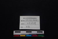 鹿科骨藏品圖，第3張