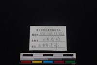 鹿科骨藏品圖，第3張