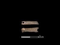 鹿科骨藏品圖，第1張