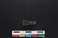 獐骨藏品圖，第2張
