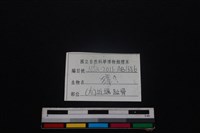 獐骨藏品圖，第3張