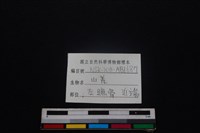 山羌骨藏品圖，第3張