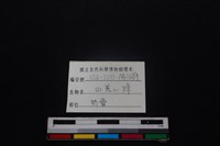 鹿科骨藏品圖，第3張