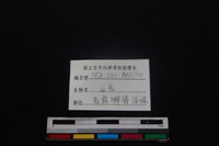 山羌骨藏品圖，第3張