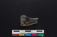 山羌骨藏品圖，第2張