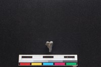 鹿科骨藏品圖，第1張