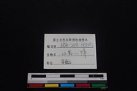 鹿科骨藏品圖，第3張