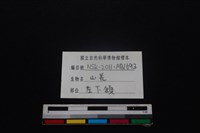 山羌骨藏品圖，第4張