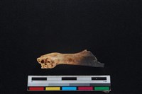 山羌骨藏品圖，第1張