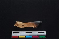山羌骨藏品圖，第2張