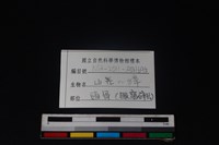 鹿科骨藏品圖，第3張