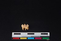 獐骨藏品圖，第2張
