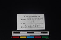 獐骨藏品圖，第3張