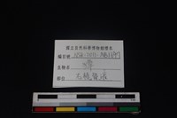獐骨藏品圖，第3張