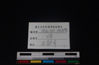 獐骨藏品圖，第4張