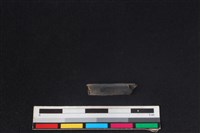 鹿科骨藏品圖，第1張