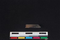 鹿科骨藏品圖，第2張