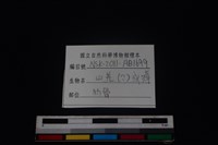 鹿科骨藏品圖，第3張