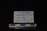 山羌骨藏品圖，第3張