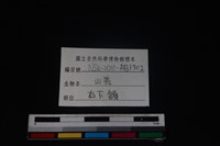 山羌骨藏品圖，第4張